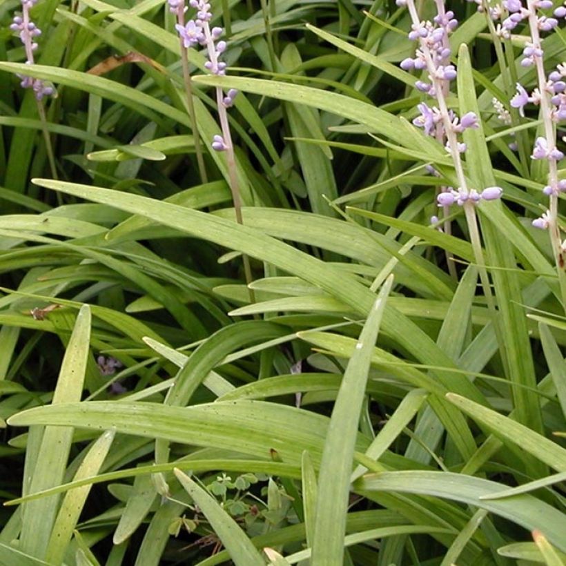 Liriope spicata (Fogliame)