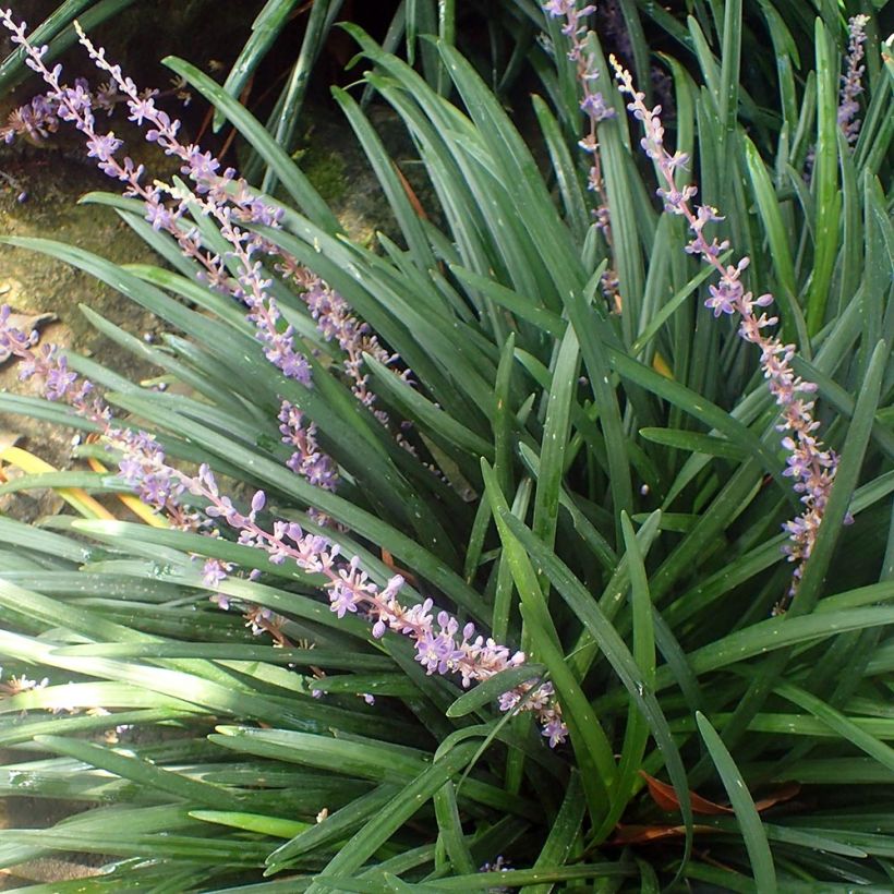 Liriope spicata (Porto)