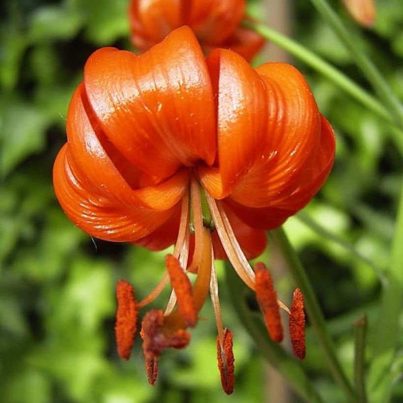 Lilium pumilum - Giglio (Fioritura)