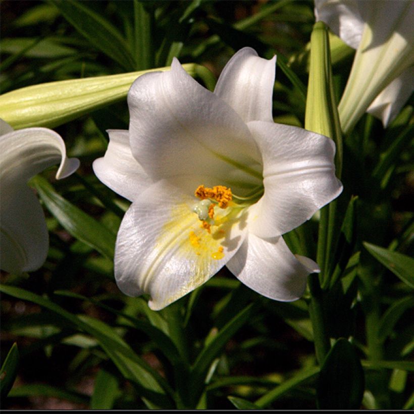 Lilium longiflorum Snow Queen - Giglio (Fioritura)