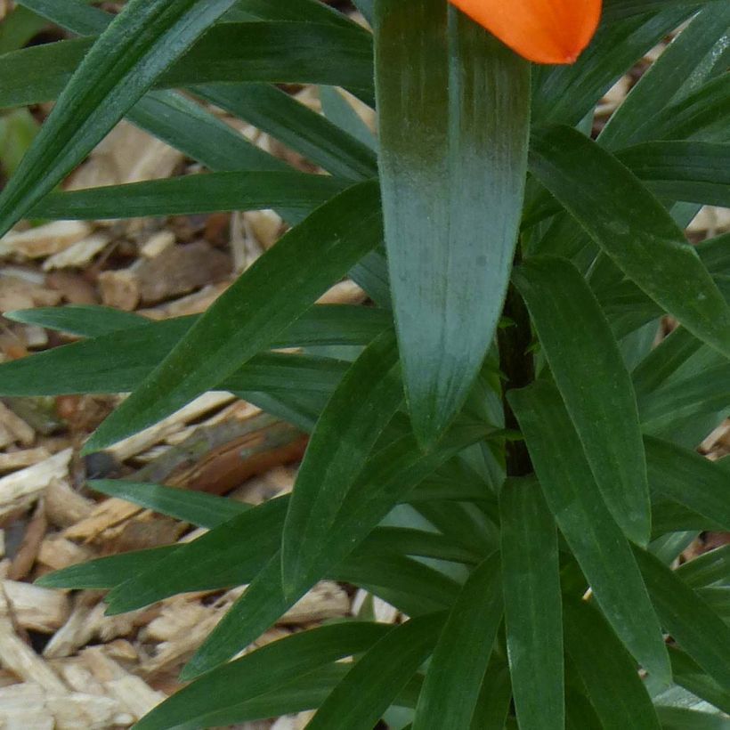 Giglio nano asiatico Orange Pixie (Fogliame)