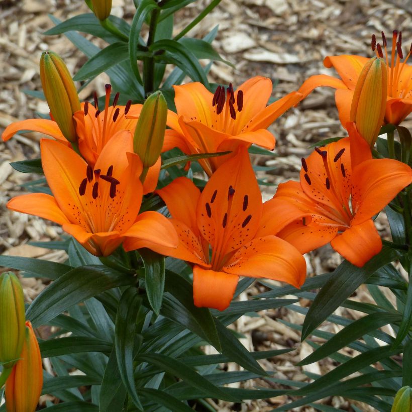 Giglio nano asiatico Orange Pixie (Fioritura)