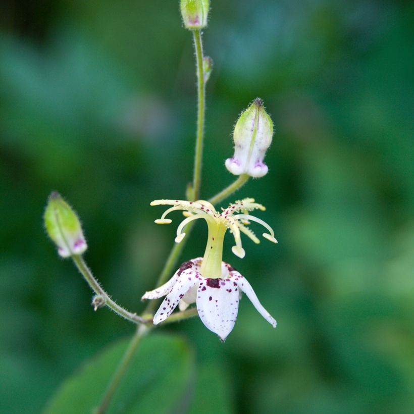 Tricyrtis macropoda (Fioritura)