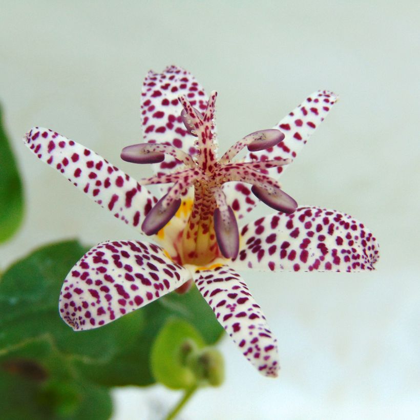 Tricyrtis formosana (Fioritura)