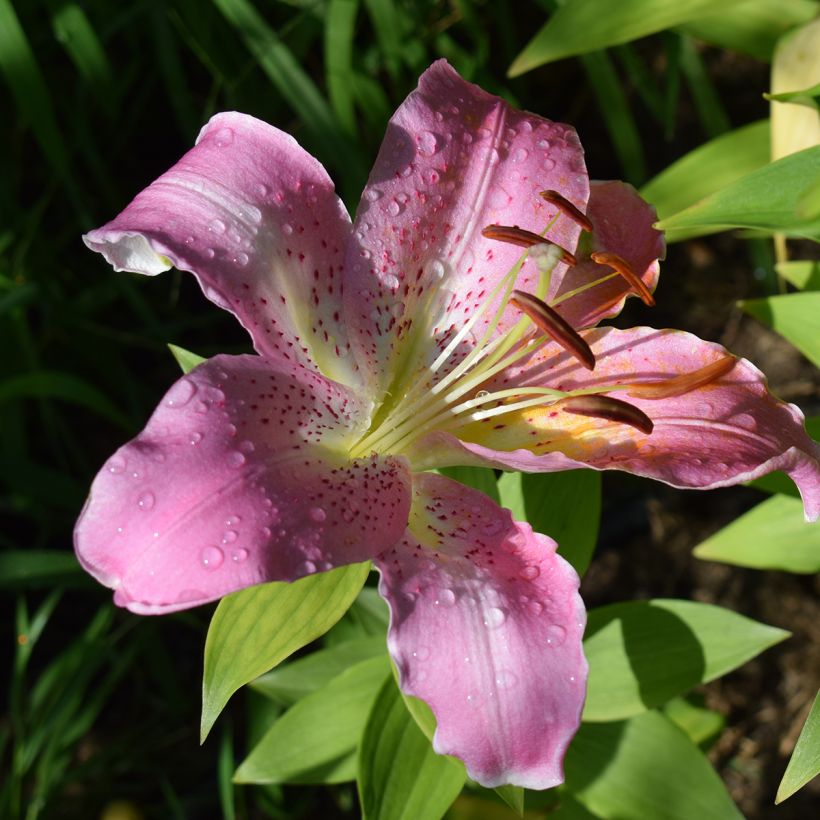 Lilium oriental Josephine - Giglio orientale ibrido (Fioritura)