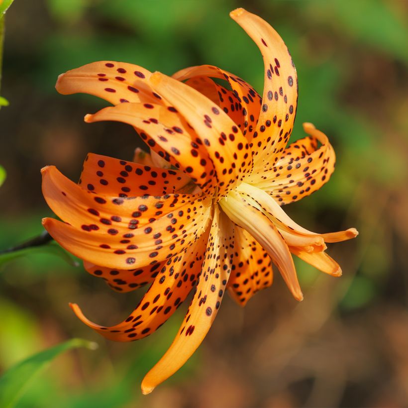 Lilium lancifolium Flore Pleno - Giglio (Fioritura)