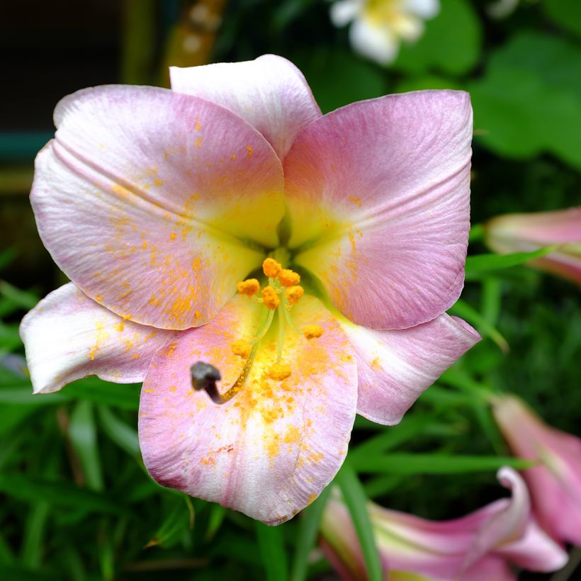 Giglio a tromba Pink Perfection (Fioritura)