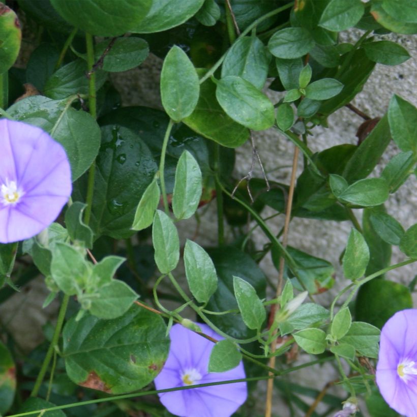 Convolvulus sabatius Compacta - Convolvolo (Fogliame)