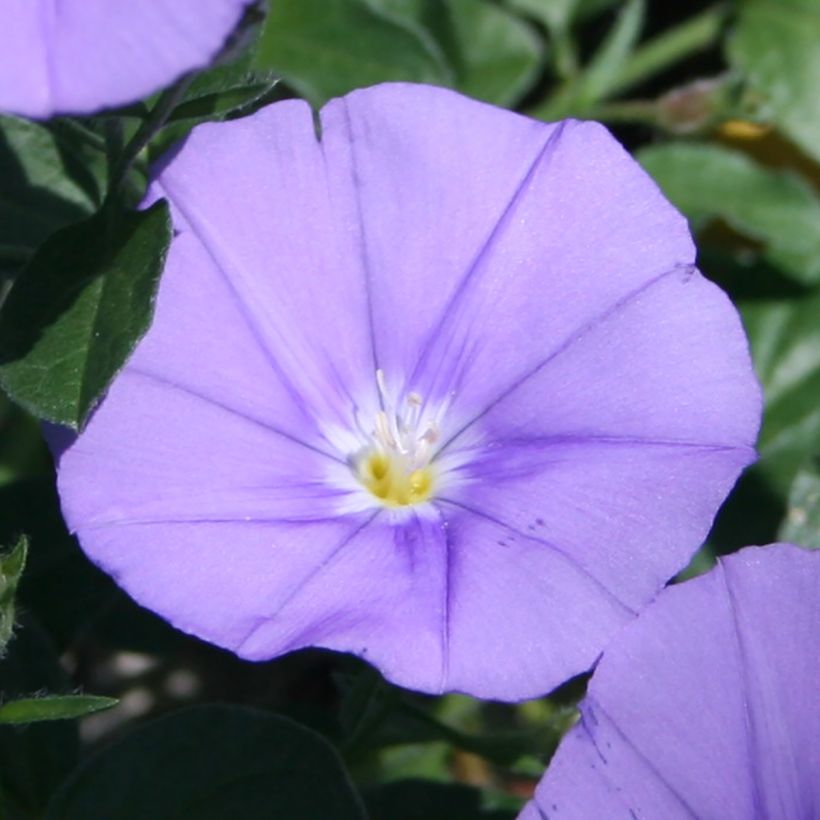 Convolvulus sabatius Compacta - Convolvolo (Fioritura)