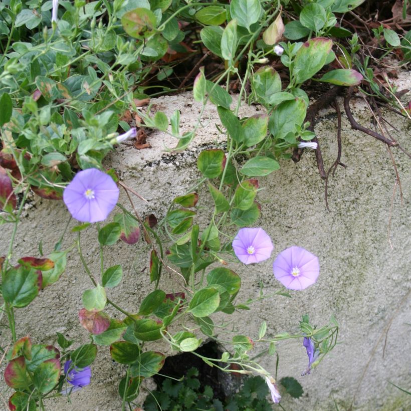 Convolvulus sabatius Compacta - Convolvolo (Porto)