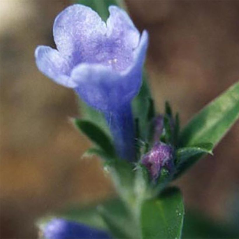 Lithodora oleifolia - Litodora (Fioritura)