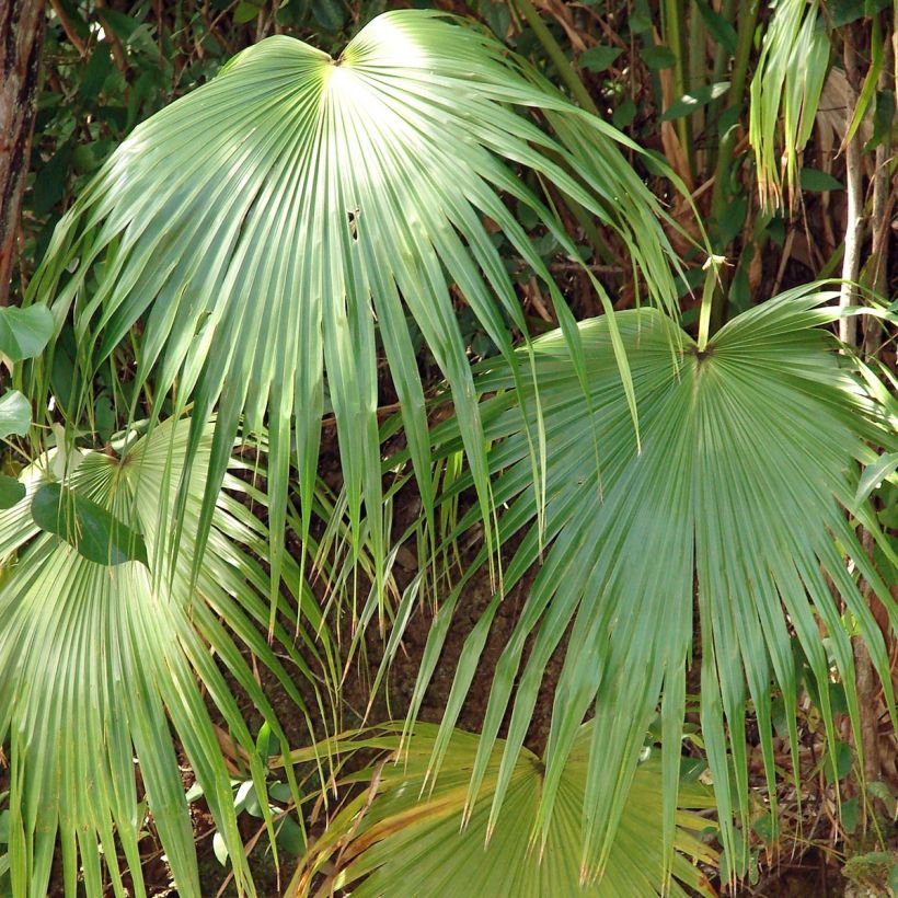 Livistona chinensis (Fogliame)