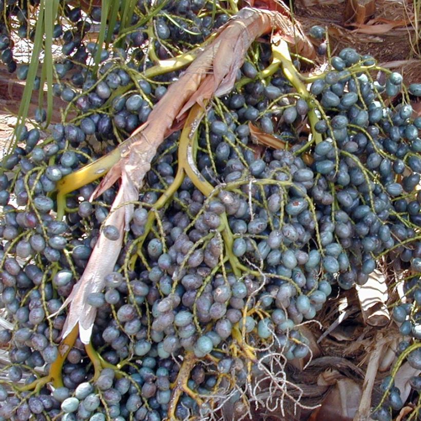 Livistona chinensis (Raccolta)