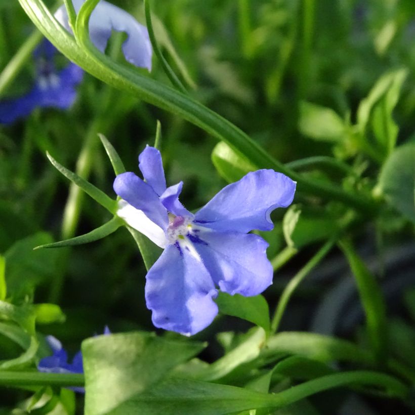 Lobelia Anabel Blue (Fioritura)