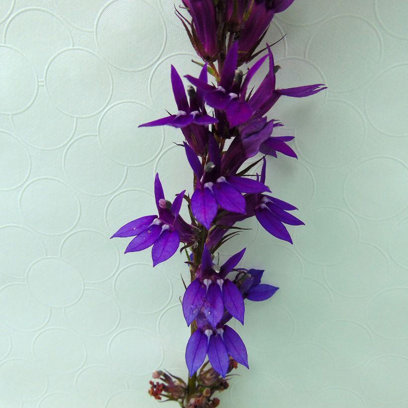 Lobelia Vedrariensis (Fioritura)