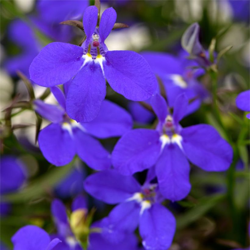 Lobelia Deep Blue Star (Fioritura)