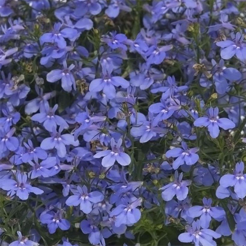 Lobelia Hot Water Blue (Fioritura)