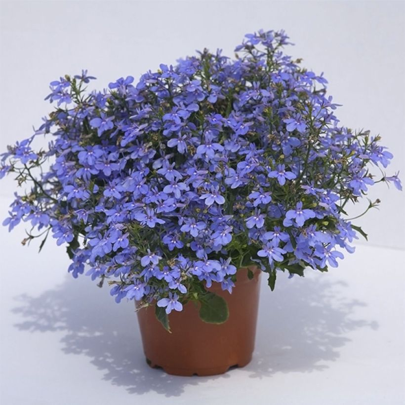 Lobelia Hot Water Blue (Porto)