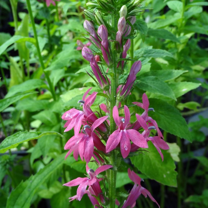 Lobelia Monet Moment (Fioritura)