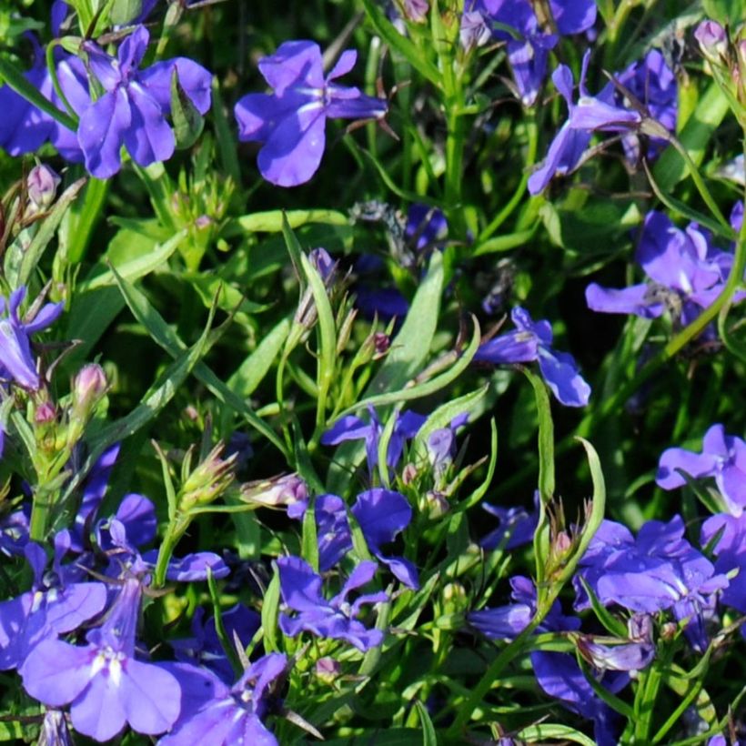 Lobelia Crystal Palace (Fogliame)