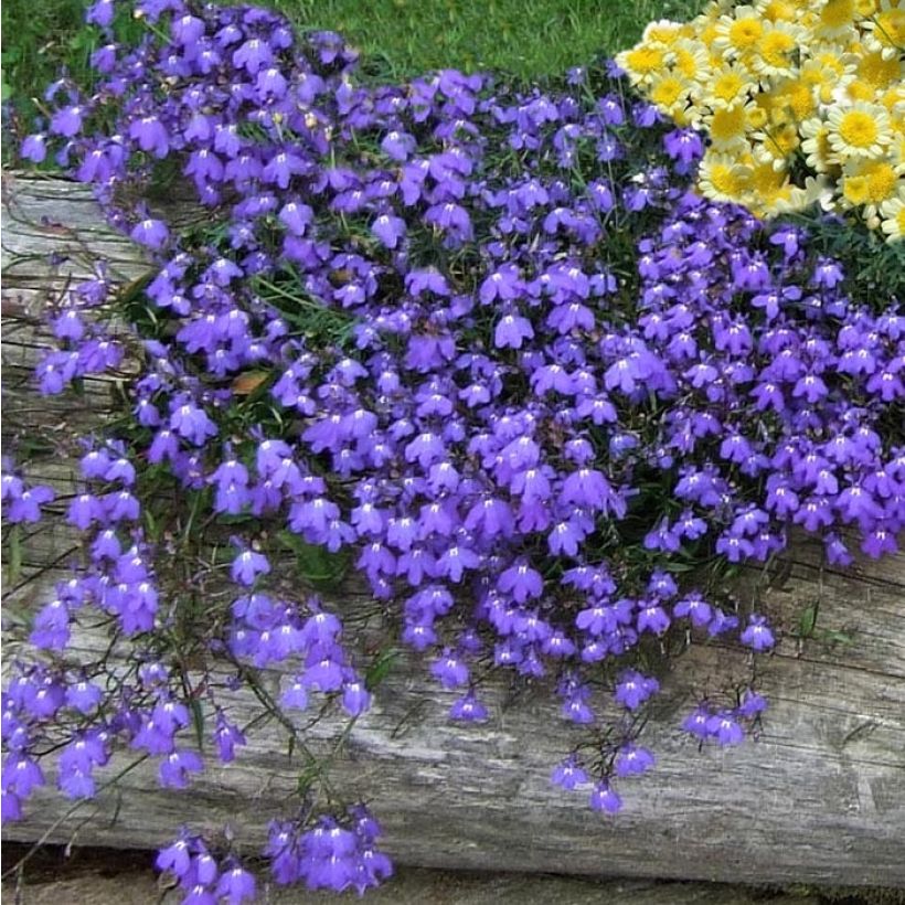 Lobelia Crystal Palace (Porto)