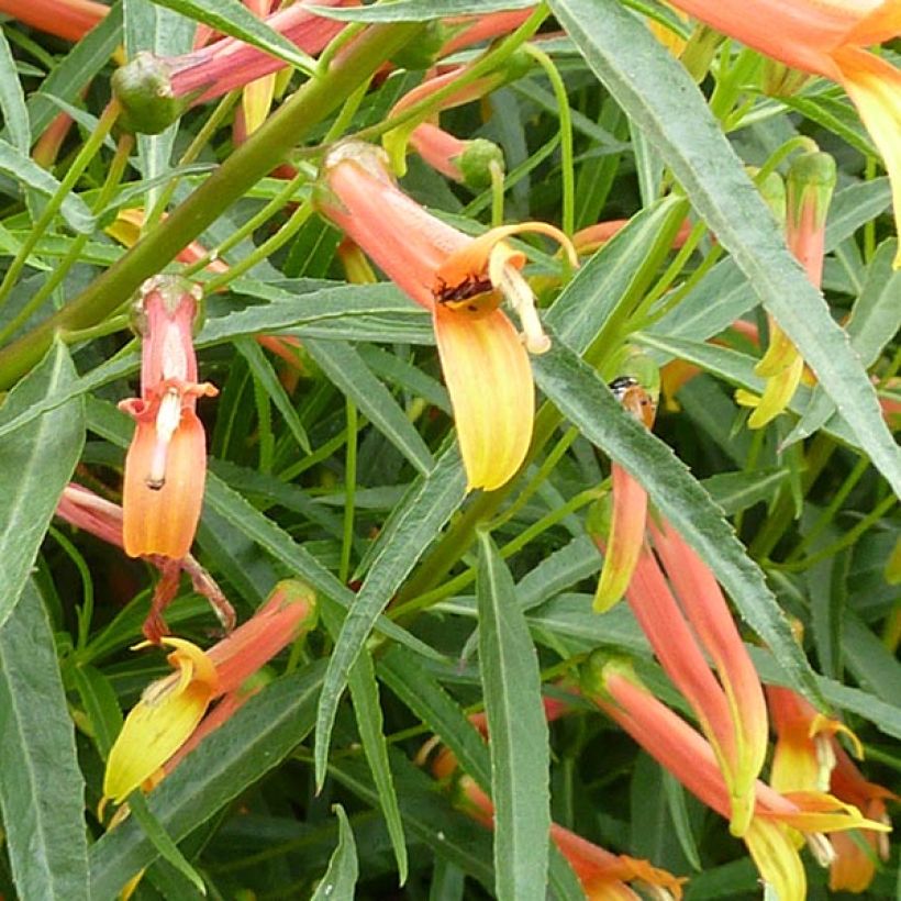 Lobelia laxiflora - Lobelia lassiflora (Fioritura)