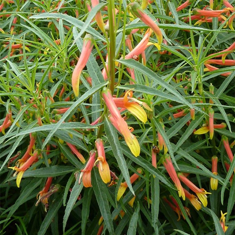 Lobelia laxiflora - Lobelia lassiflora (Porto)