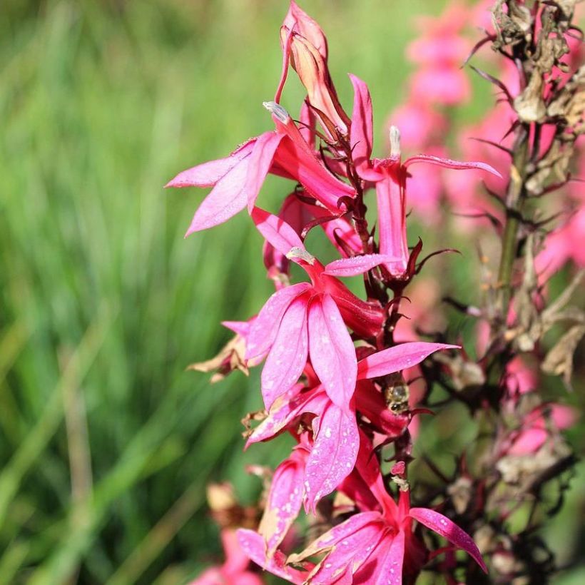 Lobelia Fan Salmon (Fioritura)