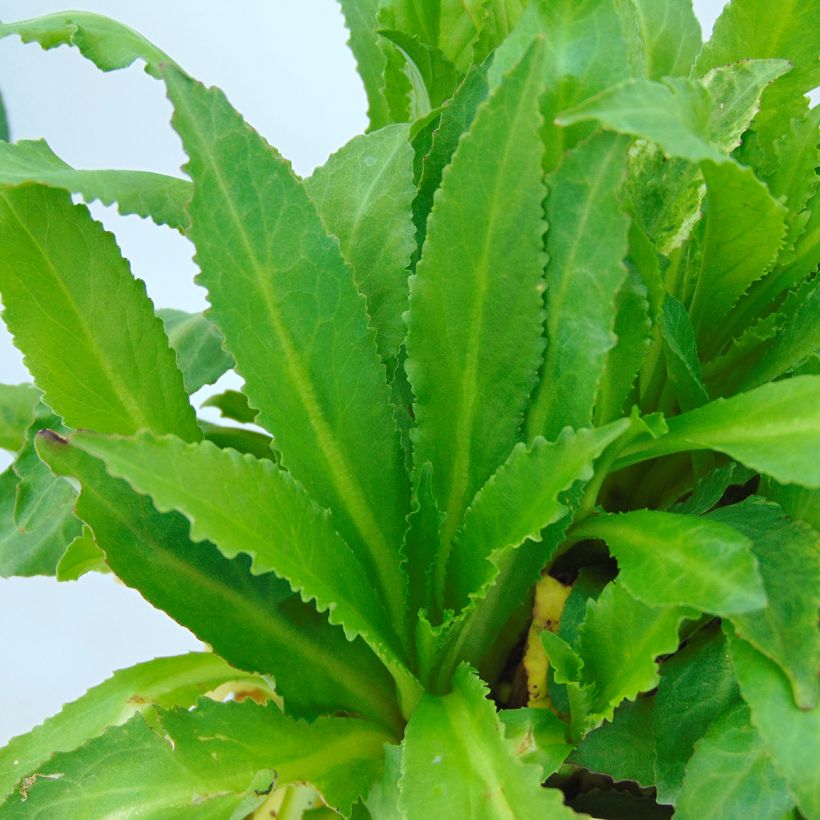 Lobelia Fan burgundy (Fogliame)