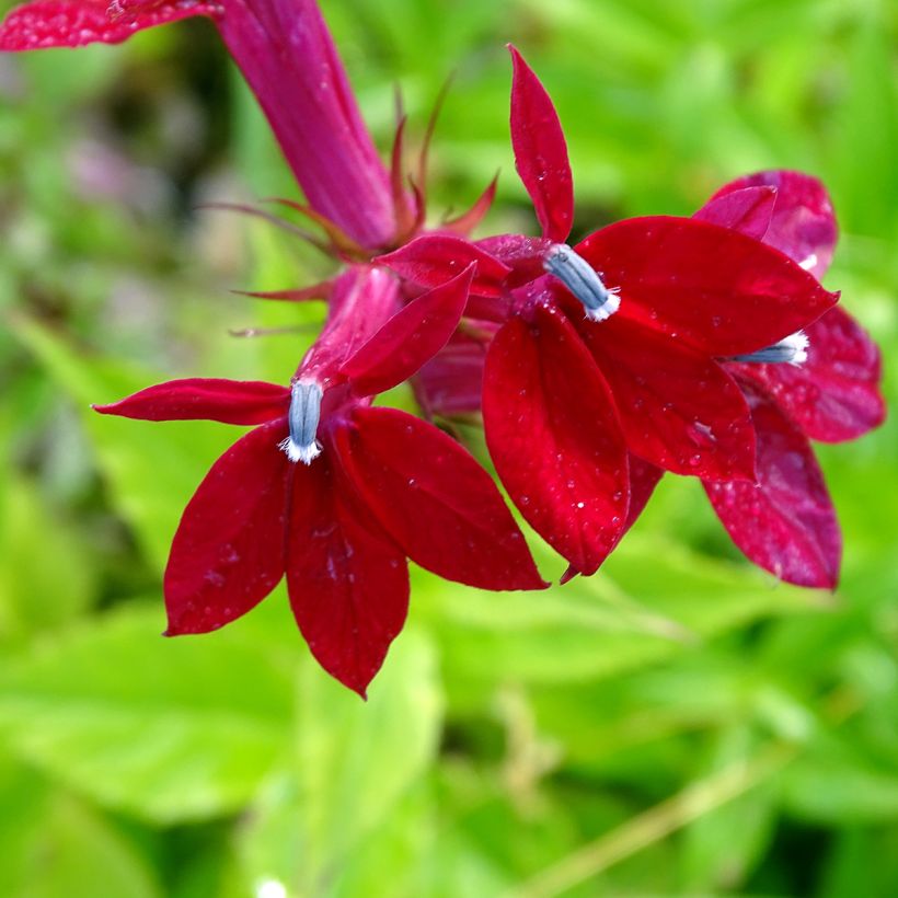 Lobelia Fan burgundy (Fioritura)