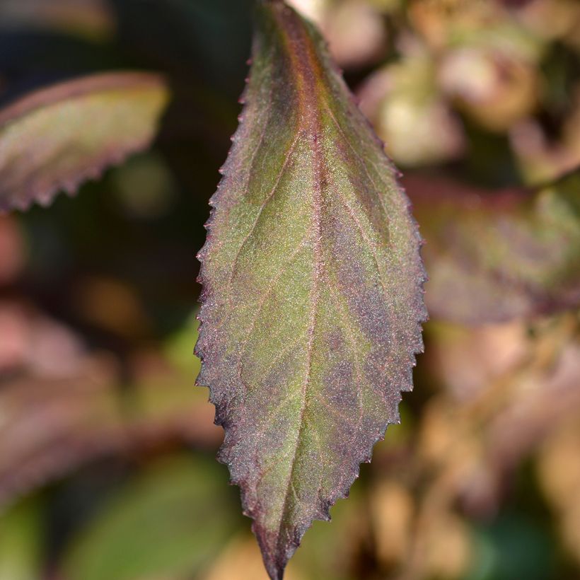 Lobelia Starship Scarlet (Fogliame)