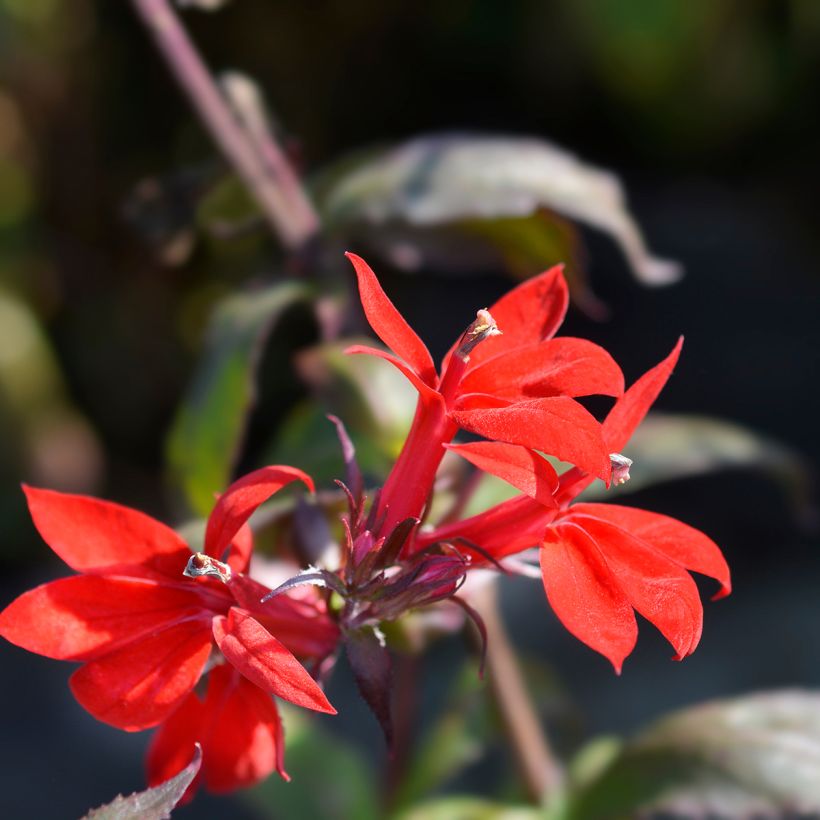 Lobelia Starship Scarlet (Fioritura)