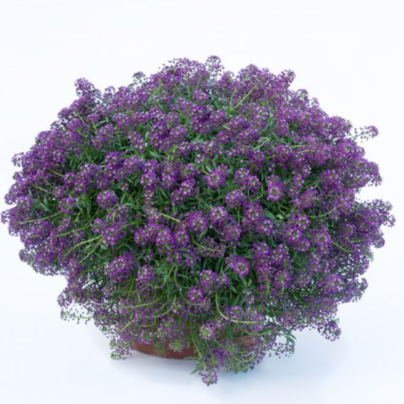 Lobularia maritima Princess in Purple - Alisso marittimo (Fioritura)