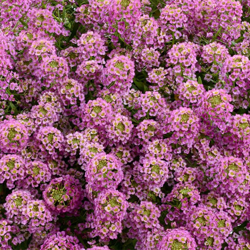 Lobularia maritima procumbens Raspberry Stream - Alisso marittimo (Fioritura)