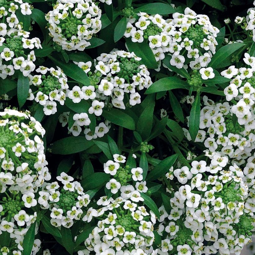 Lobularia maritima Snow Crystals - Alisso marittimo (Fogliame)