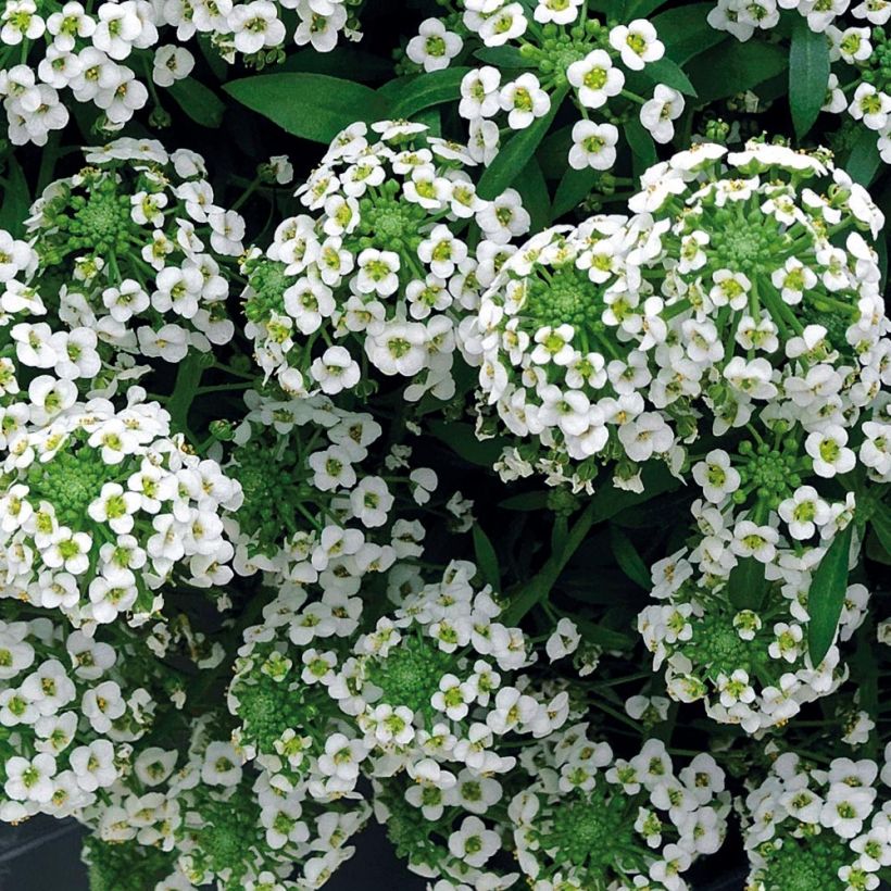 Lobularia maritima Snow Crystals - Alisso marittimo (Fioritura)