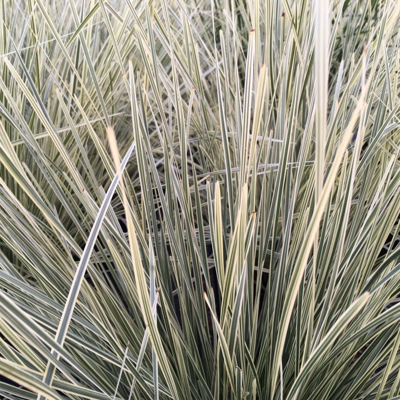 Lomandra longifolia Fan burgundy (Fogliame)