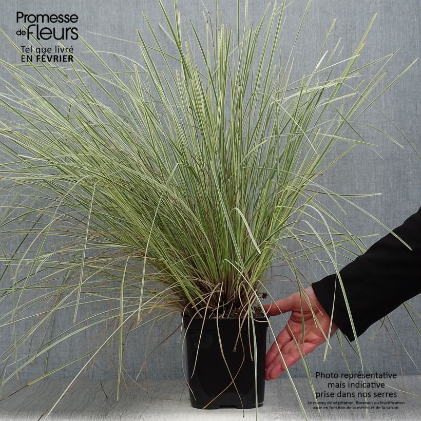 Lomandra White Sands Pot de 2L/3L esemplare consegnato in inverno