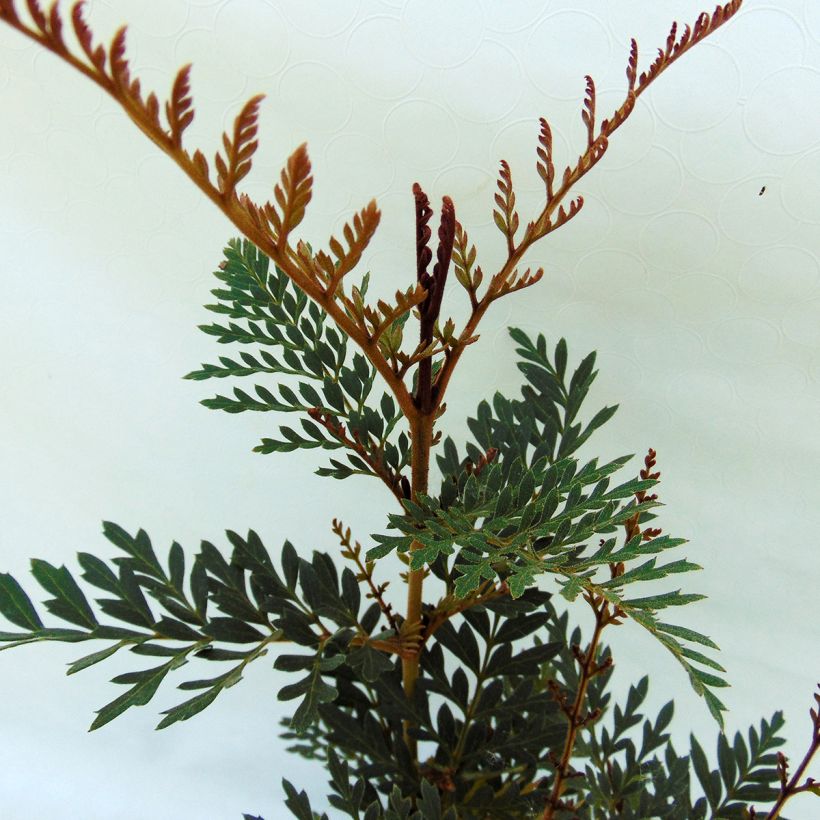 Lomatia ferruginea Fan burgundy (Fogliame)