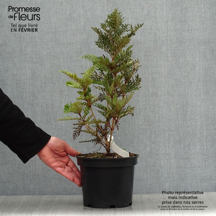 Lomatia ferruginea - Lomatie ferrugineuse Pot de 3L/4L esemplare consegnato in inverno