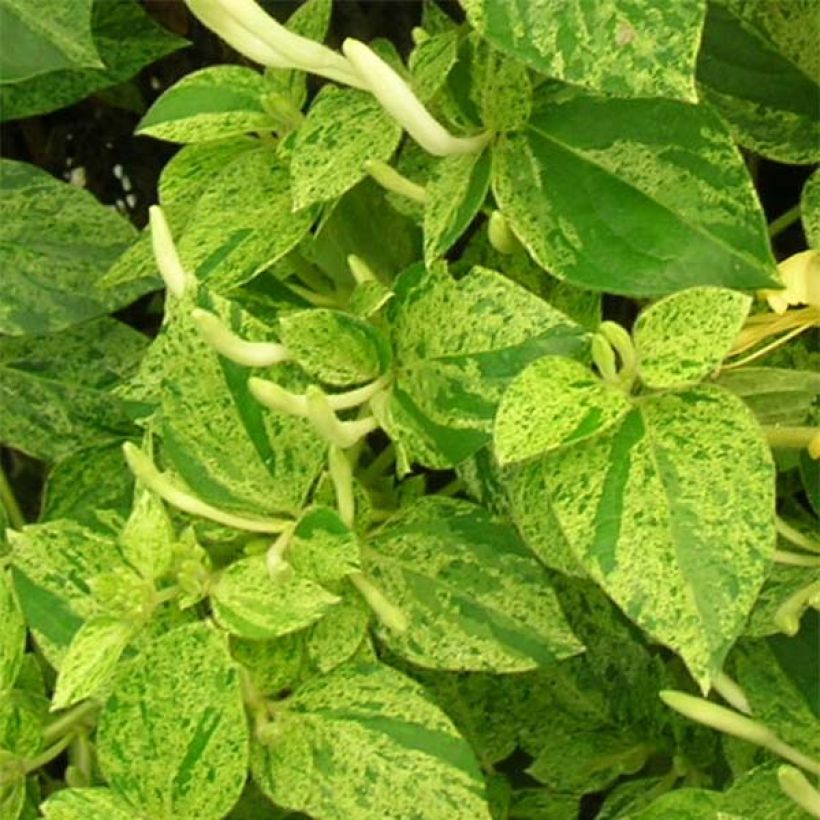 Lonicera japonica Mint Crisp - Caprifoglio giapponese (Fogliame)