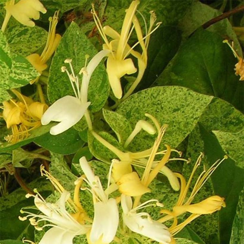 Lonicera japonica Mint Crisp - Caprifoglio giapponese (Fioritura)