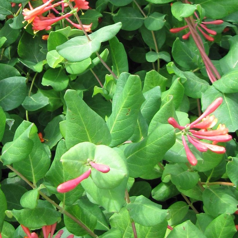 Lonicera brownii - Caprifoglio rampicante (Fogliame)