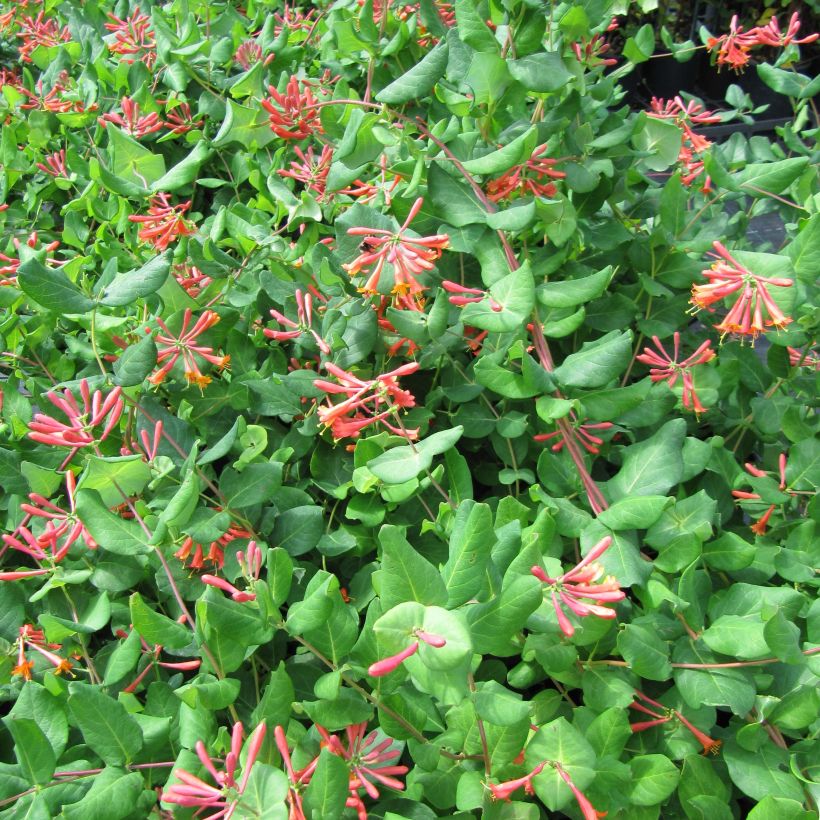 Lonicera brownii - Caprifoglio rampicante (Fioritura)