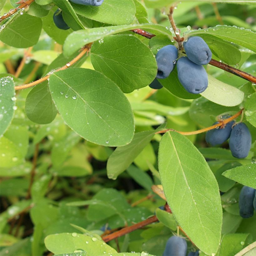 Mirtillo siberiano - Lonicera kamtschatica (Fogliame)