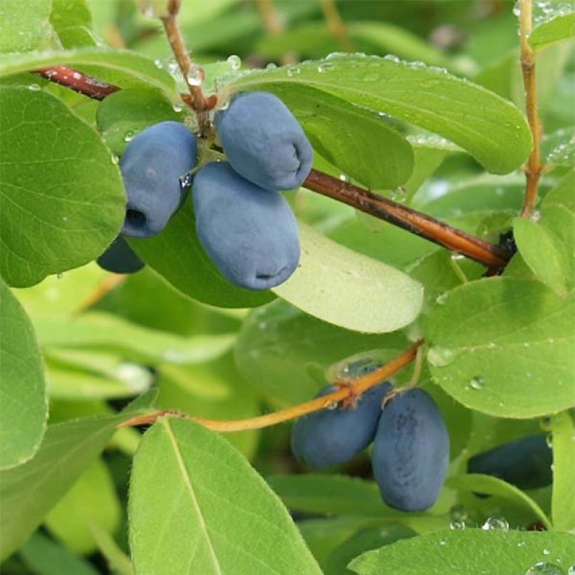 Mirtillo siberiano - Lonicera kamtschatica (Raccolta)