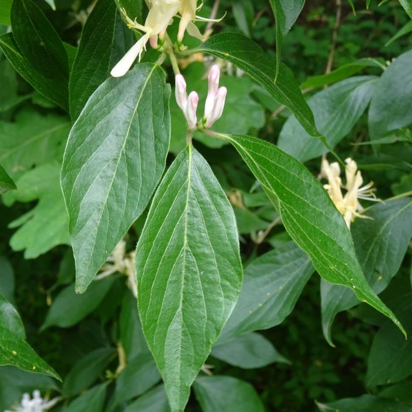 Lonicera caprifolium - Caprifoglio comune (Fogliame)