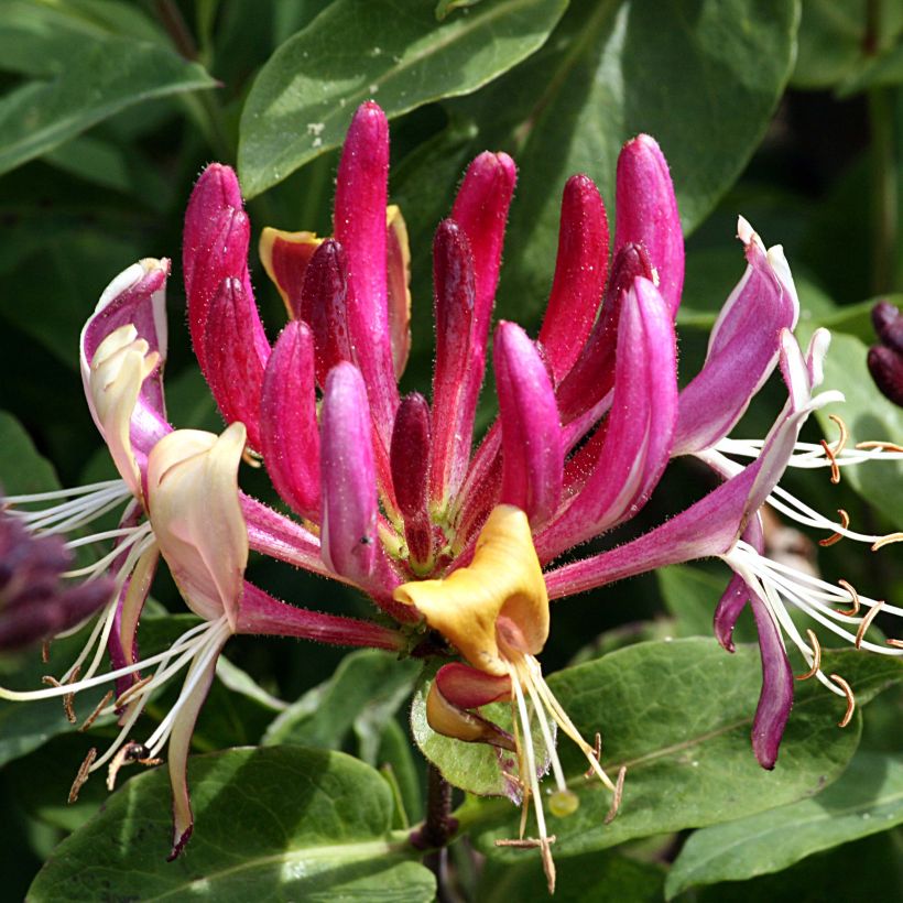 Lonicera caprifolium - Caprifoglio comune (Fioritura)