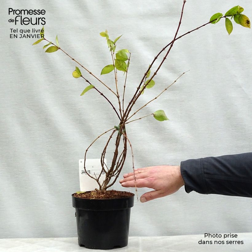 Lonicera fragrantissima 40/50cm en pot de 2L  - Chèvrefeuille d'hiver  esemplare consegnato in inverno