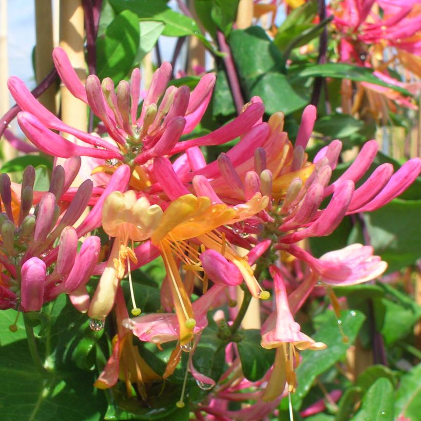 Lonicera heckrottii American Beauty - Caprifoglio heckrottii (Fioritura)